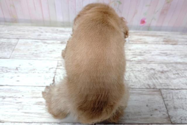 茨城県のアメリカンコッカースパニエル (Coo&RIKU牛久店/2026年8月4日生まれ/男の子/バフ)の子犬の4枚目の画像