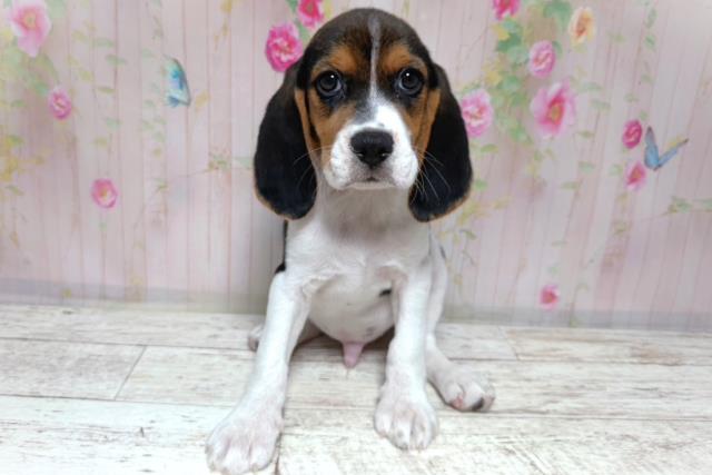 千葉県のビーグル (Coo&RIKU東船橋店/2026年8月6日生まれ/男の子/ブラックタンホワイト)の子犬の1枚目の画像