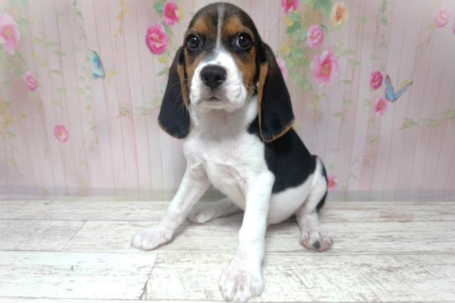千葉県のビーグル (Coo&RIKU東船橋店/2026年8月6日生まれ/男の子/ブラックタンホワイト)の子犬の2枚目の画像