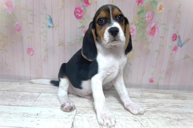 千葉県のビーグル (Coo&RIKU東船橋店/2026年8月6日生まれ/男の子/ブラックタンホワイト)の子犬の3枚目の画像