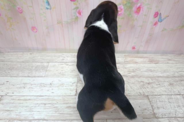 千葉県のビーグル (Coo&RIKU東船橋店/2026年8月6日生まれ/男の子/ブラックタンホワイト)の子犬の4枚目の画像