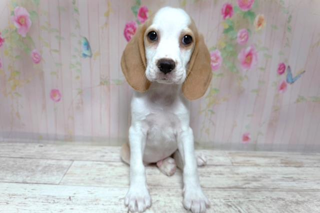 茨城県のビーグル (Coo&RIKU日立店/2026年8月6日生まれ/男の子/レモンホワイト)の子犬の1枚目の画像