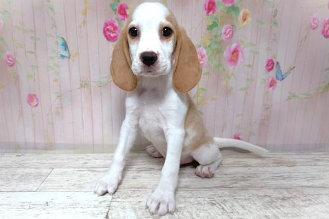茨城県のビーグル (Coo&RIKU日立店/2026年8月6日生まれ/男の子/レモンホワイト)の子犬の2枚目の画像