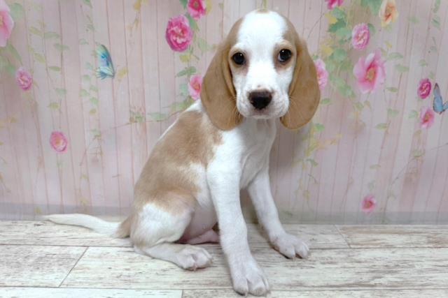 茨城県のビーグル (Coo&RIKU日立店/2026年8月6日生まれ/男の子/レモンホワイト)の子犬の3枚目の画像