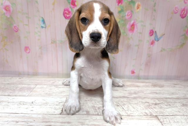 茨城県のビーグル (Coo&RIKU筑西店/2026年8月6日生まれ/男の子/ブラックタンホワイト)の子犬の1枚目の画像