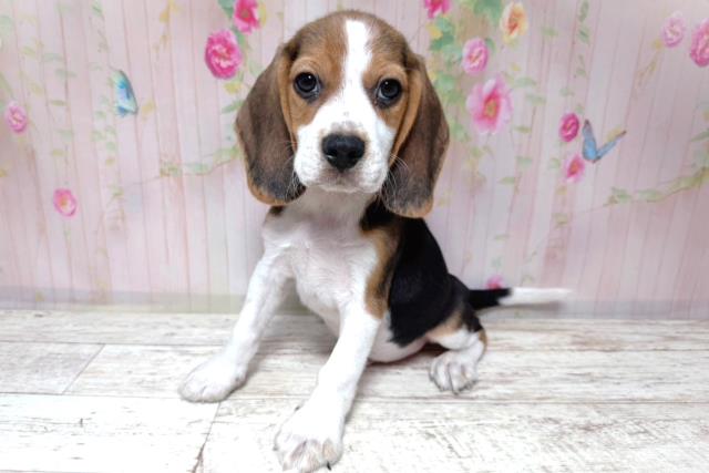 茨城県のビーグル (Coo&RIKU筑西店/2026年8月6日生まれ/男の子/ブラックタンホワイト)の子犬の2枚目の画像