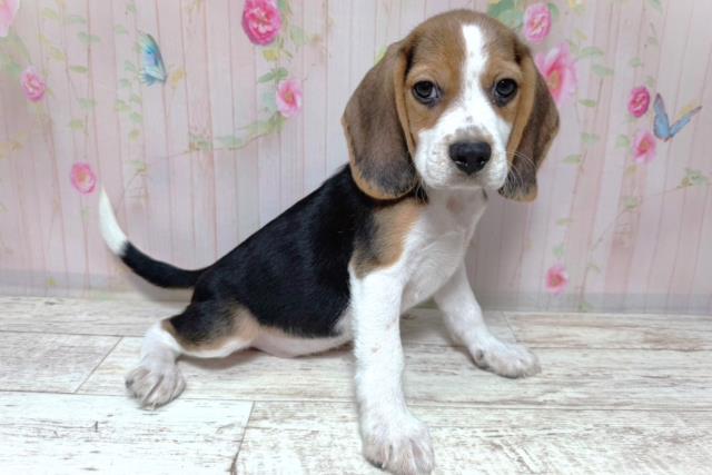 茨城県のビーグル (Coo&RIKU筑西店/2026年8月6日生まれ/男の子/ブラックタンホワイト)の子犬の3枚目の画像