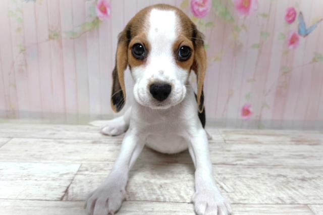 埼玉県のビーグル (Coo&RIKU桶川店/2026年8月6日生まれ/男の子/ブラックタンホワイト)の子犬の1枚目の画像