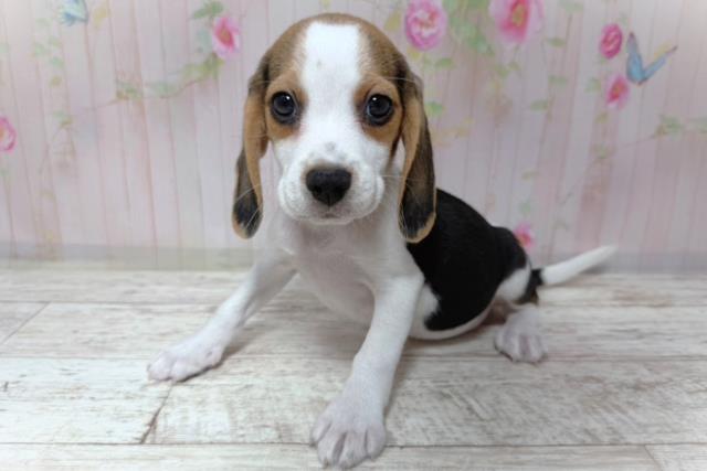 埼玉県のビーグル (Coo&RIKU桶川店/2026年8月6日生まれ/男の子/ブラックタンホワイト)の子犬の2枚目の画像