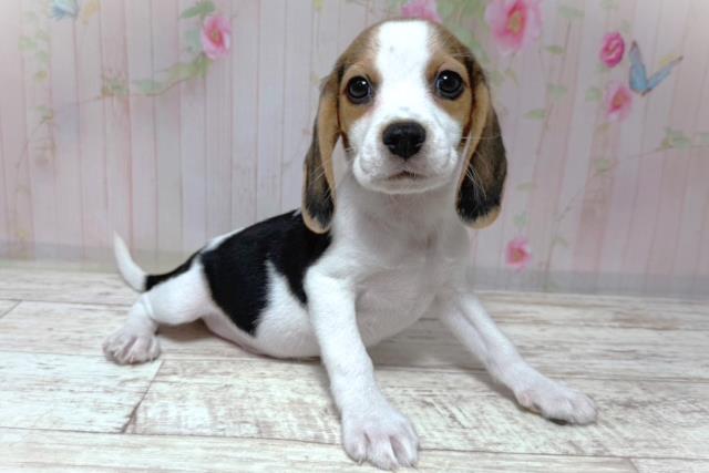 埼玉県のビーグル (Coo&RIKU桶川店/2026年8月6日生まれ/男の子/ブラックタンホワイト)の子犬の3枚目の画像