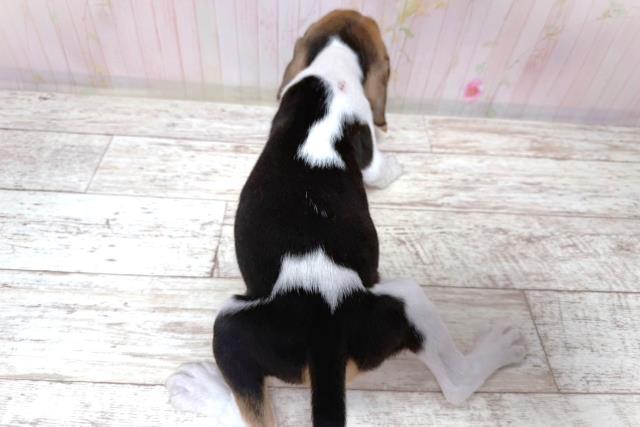 埼玉県のビーグル (Coo&RIKU桶川店/2026年8月6日生まれ/男の子/ブラックタンホワイト)の子犬の4枚目の画像
