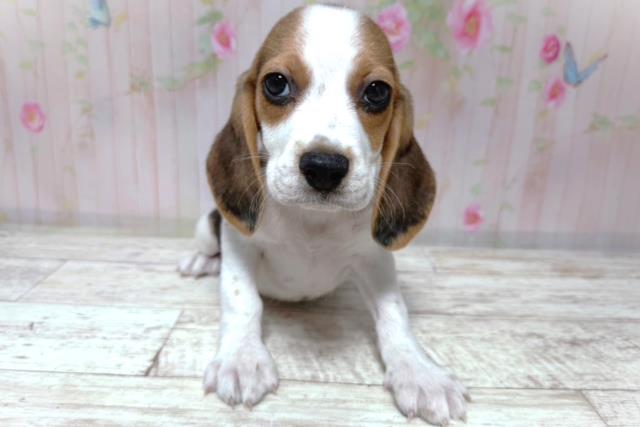 茨城県のビーグル (Coo&RIKU水戸店/2026年8月6日生まれ/女の子/ブラックタンホワイト)の子犬の1枚目の画像
