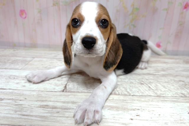 茨城県のビーグル (Coo&RIKU水戸店/2026年8月6日生まれ/女の子/ブラックタンホワイト)の子犬の2枚目の画像
