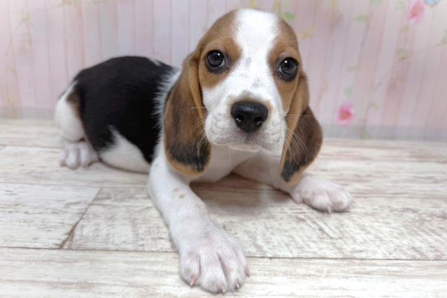 茨城県のビーグル (Coo&RIKU水戸店/2026年8月6日生まれ/女の子/ブラックタンホワイト)の子犬の3枚目の画像