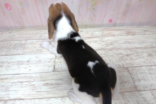 茨城県のビーグル (Coo&RIKU水戸店/2026年8月6日生まれ/女の子/ブラックタンホワイト)の子犬の4枚目の画像