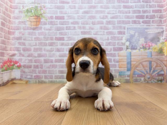 青森県のビーグル (Coo&RIKU青森店/2026年7月30日生まれ/男の子/ブラックタンホワイト)の子犬の1枚目の画像