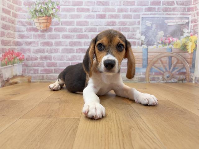 青森県のビーグル (Coo&RIKU青森店/2026年7月30日生まれ/男の子/ブラックタンホワイト)の子犬の3枚目の画像