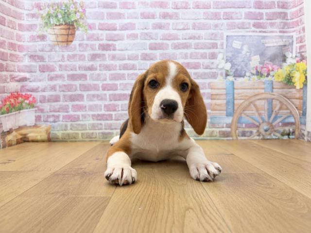 東京都のビーグル (Coo&RIKU府中店/2026年7月30日生まれ/男の子/ブラックタンホワイト)の子犬の1枚目の画像