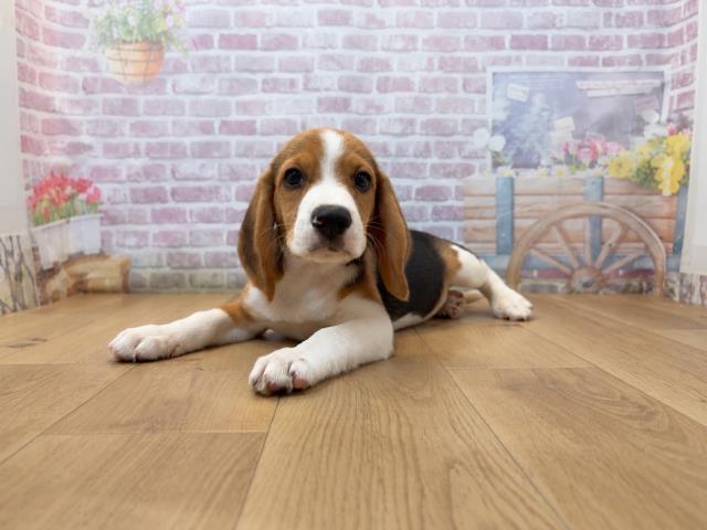 東京都のビーグル (Coo&RIKU府中店/2026年7月30日生まれ/男の子/ブラックタンホワイト)の子犬の2枚目の画像