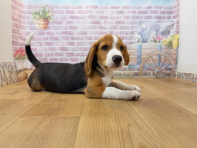 東京都のビーグル (Coo&RIKU府中店/2026年7月30日生まれ/男の子/ブラックタンホワイト)の子犬の3枚目の画像