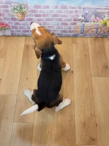東京都のビーグル (Coo&RIKU府中店/2026年7月30日生まれ/男の子/ブラックタンホワイト)の子犬の4枚目の画像