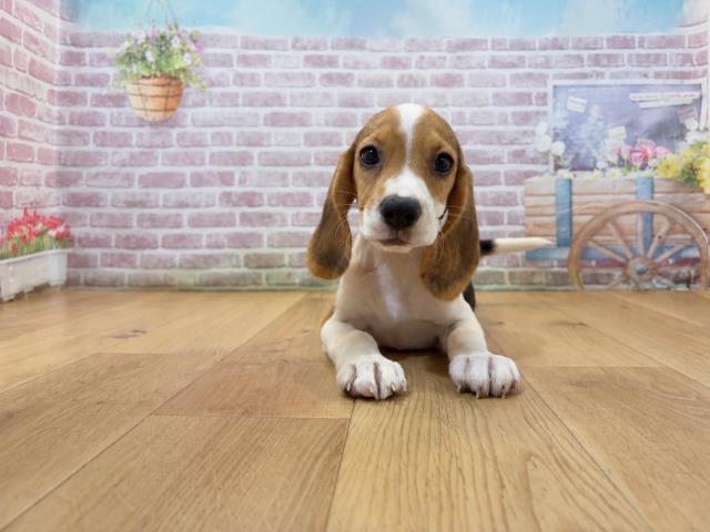 東京都のビーグル (Coo&RIKU足立本店/2026年7月30日生まれ/女の子/ブラックタンホワイト)の子犬の1枚目の画像