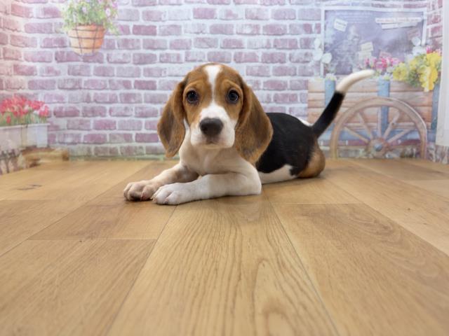 東京都のビーグル (Coo&RIKU足立本店/2026年7月30日生まれ/女の子/ブラックタンホワイト)の子犬の2枚目の画像