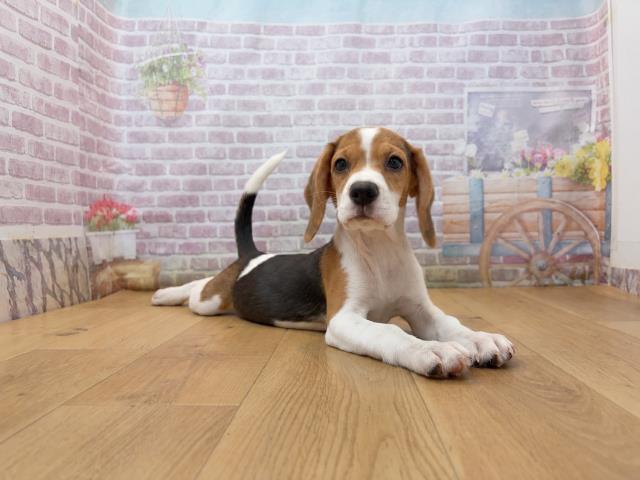 東京都のビーグル (Coo&RIKU足立本店/2026年7月30日生まれ/女の子/ブラックタンホワイト)の子犬の3枚目の画像