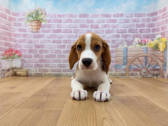 神奈川県のビーグル (Coo&RIKU横浜旭店/2026年7月30日生まれ/女の子/ブラックタンホワイト)の子犬の1枚目の画像