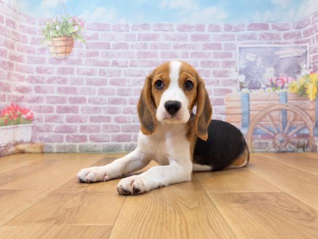 神奈川県のビーグル (Coo&RIKU横浜旭店/2026年7月30日生まれ/女の子/ブラックタンホワイト)の子犬の2枚目の画像