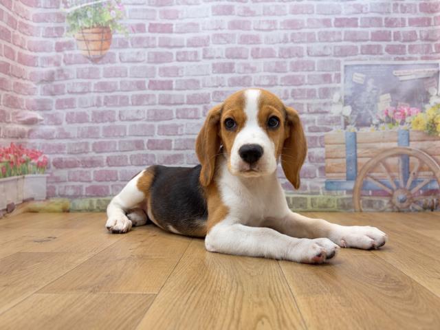 神奈川県のビーグル (Coo&RIKU横浜旭店/2026年7月30日生まれ/女の子/ブラックタンホワイト)の子犬の3枚目の画像