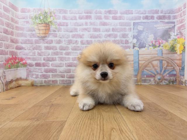 ポメラニアン
