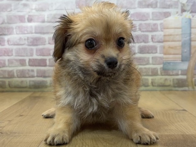 栃木県のハーフ犬・ミックス犬 (Coo&RIKU足利店/2026年7月23日生まれ/女の子/レッド)の子犬の1枚目の画像