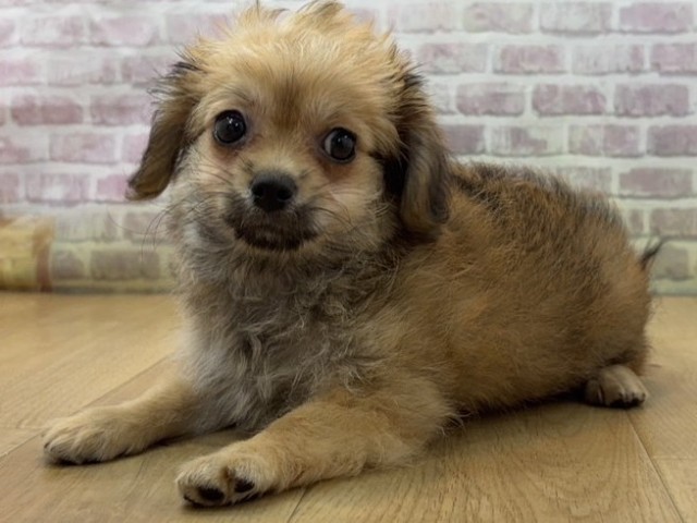 栃木県のハーフ犬・ミックス犬 (Coo&RIKU足利店/2026年7月23日生まれ/女の子/レッド)の子犬の2枚目の画像