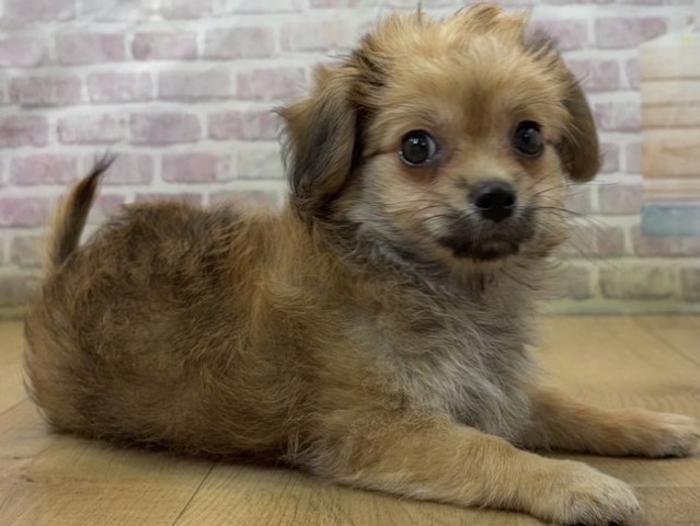 栃木県のハーフ犬・ミックス犬 (Coo&RIKU足利店/2026年7月23日生まれ/女の子/レッド)の子犬の3枚目の画像