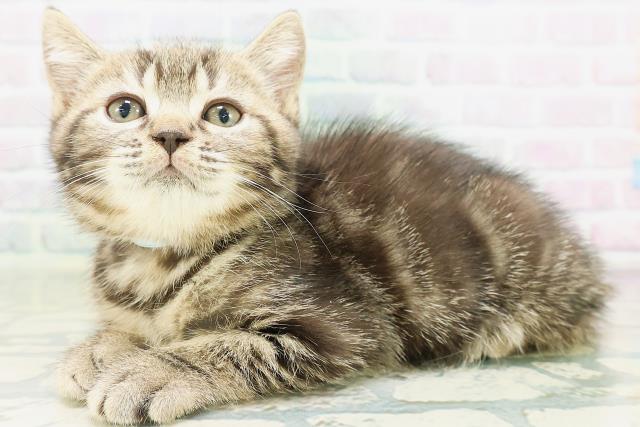 長野県のマンチカン (Coo&RIKUコメリパワー長野東部店/2026年8月7日生まれ/男の子/ブラウンタビー)の子猫の2枚目の画像
