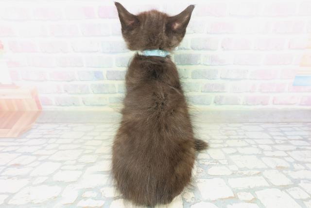 石川県のサイベリアン (Coo&RIKU金沢店/2026年8月7日生まれ/男の子/ブラックホワイト)の子猫の4枚目の画像