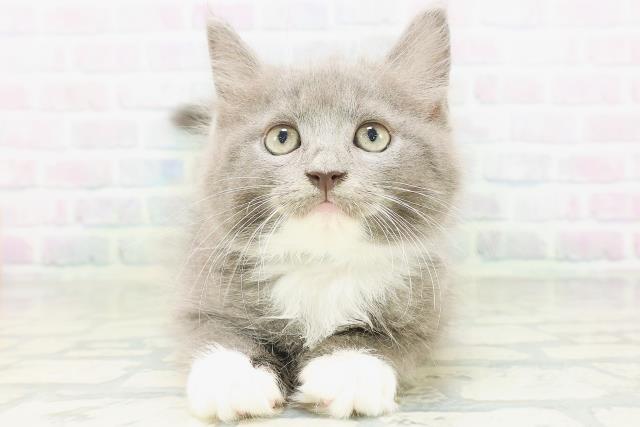 富山県のサイベリアン (Coo&RIKU富山店/2026年8月7日生まれ/男の子/ブルーホワイト)の子猫の1枚目の画像