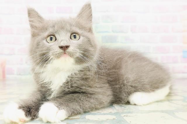 富山県のサイベリアン (Coo&RIKU富山店/2026年8月7日生まれ/男の子/ブルーホワイト)の子猫の2枚目の画像