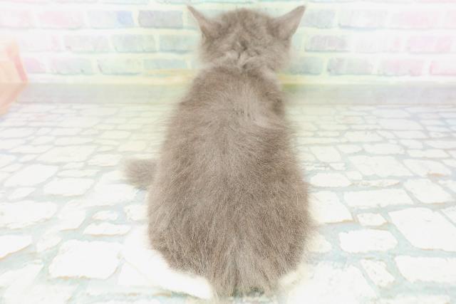 富山県のサイベリアン (Coo&RIKU富山店/2026年8月7日生まれ/男の子/ブルーホワイト)の子猫の4枚目の画像