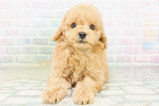 神奈川県のトイプードル(トイ) (Coo&RIKU長津田店/2026年8月7日生まれ/男の子/アプリコット)の子犬の1枚目の画像
