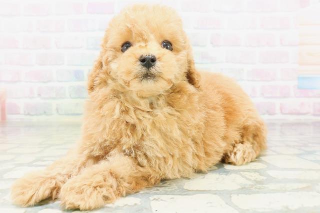 神奈川県のトイプードル(トイ) (Coo&RIKU長津田店/2026年8月7日生まれ/男の子/アプリコット)の子犬の2枚目の画像