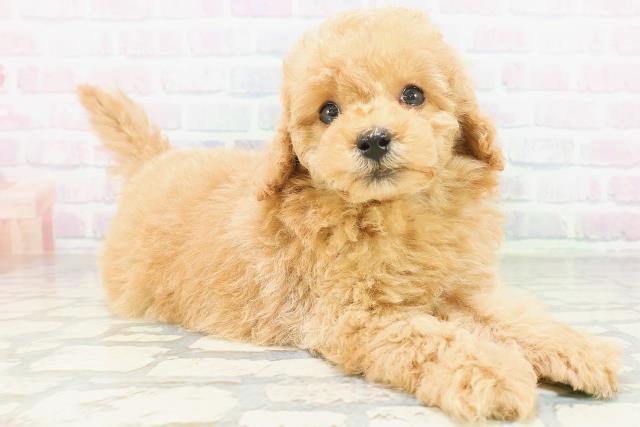 神奈川県のトイプードル(トイ) (Coo&RIKU長津田店/2026年8月7日生まれ/男の子/アプリコット)の子犬の3枚目の画像