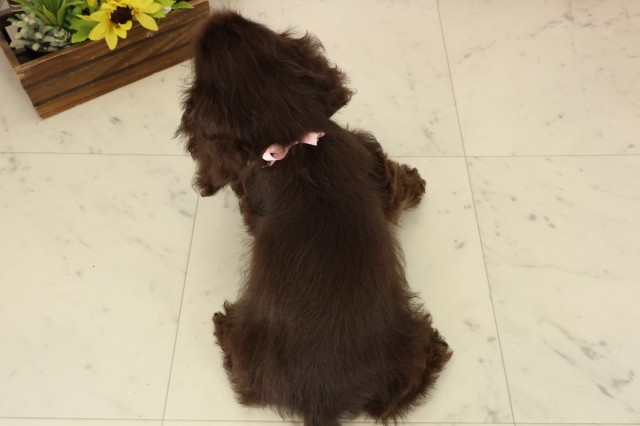 広島県のアメリカンコッカースパニエル (Coo&RIKU福山店/2026年8月4日生まれ/女の子/チョコレートタン)の子犬の4枚目の画像