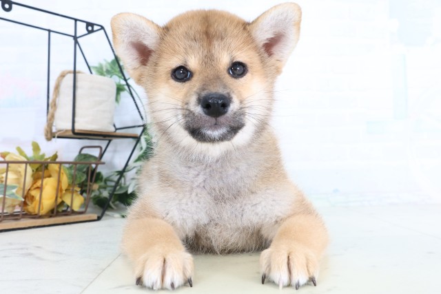 神奈川県の柴犬(標準サイズ) (Coo&RIKU平塚店/2026年8月7日生まれ/男の子/赤)の子犬の1枚目の画像