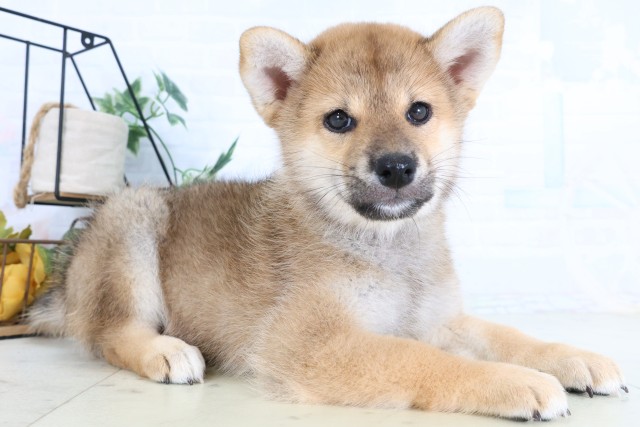 神奈川県の柴犬(標準サイズ) (Coo&RIKU平塚店/2026年8月7日生まれ/男の子/赤)の子犬の2枚目の画像