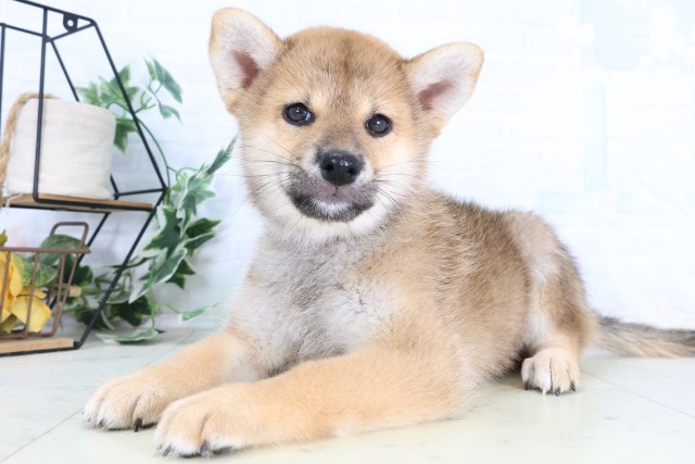 神奈川県の柴犬(標準サイズ) (Coo&RIKU平塚店/2026年8月7日生まれ/男の子/赤)の子犬の3枚目の画像