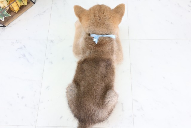 神奈川県の柴犬(標準サイズ) (Coo&RIKU平塚店/2026年8月7日生まれ/男の子/赤)の子犬の4枚目の画像