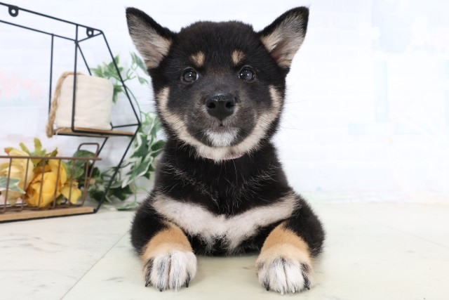 福岡県の柴犬(標準サイズ) (Coo&RIKU福岡西店/2026年8月7日生まれ/女の子/黒)の子犬の1枚目の画像