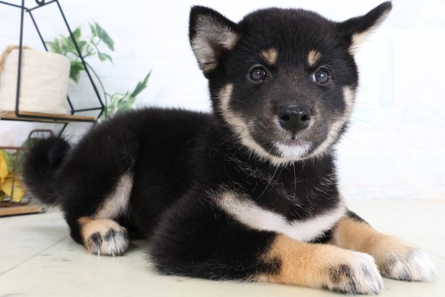 福岡県の柴犬(標準サイズ) (Coo&RIKU福岡西店/2026年8月7日生まれ/女の子/黒)の子犬の2枚目の画像